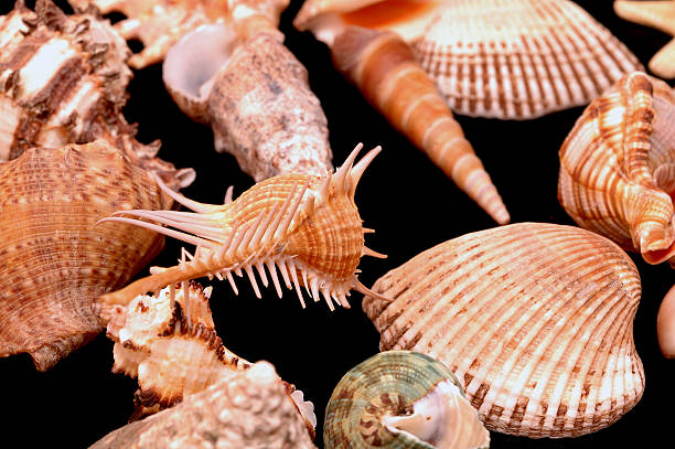 istock Collection of Mollusk isolated 179306511