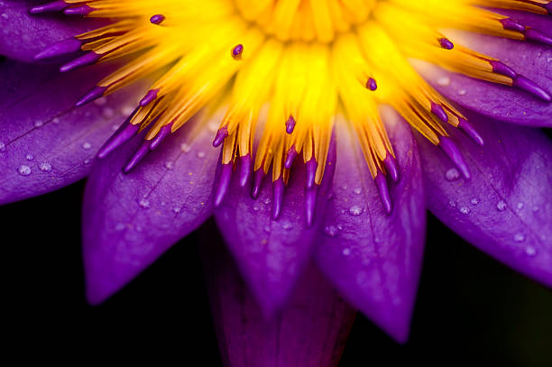 lotus für konzeptionelle zweck - schwarzer hintergrund fotos stock-fotos und bilder