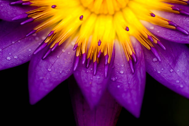 lotus per la progettazione concettuale appositamente - single flower plant flower close up foto e immagini stock