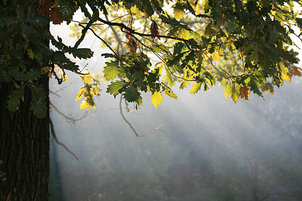 autumn 加わって - forest sunbeam tree light ストックフォトと画像