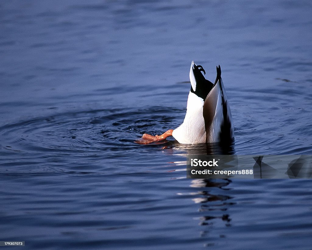 Mallard Mergulho - Royalty-free Procurar Foto de stock