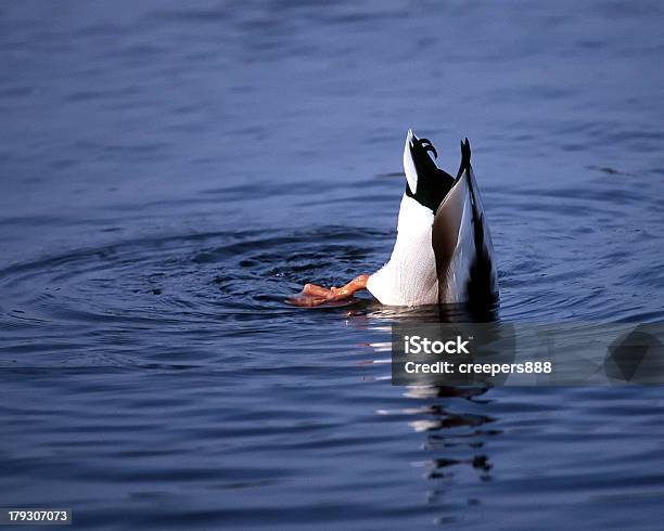 Mallard Mergulho - Fotografias de stock e mais imagens de Procurar - Procurar, Atrás, Pato - Ave aquática