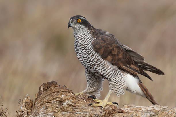 istock Northern goshawk resting on a dry log. 1793071330