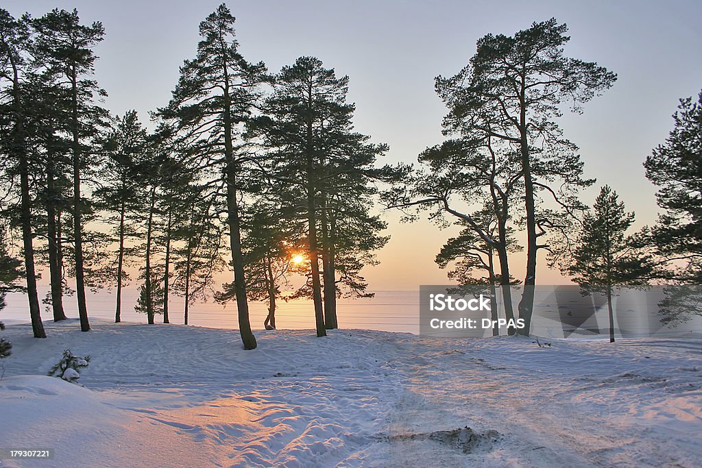 Pôr do sol na floresta de neve pine - Royalty-free Anoitecer Foto de stock