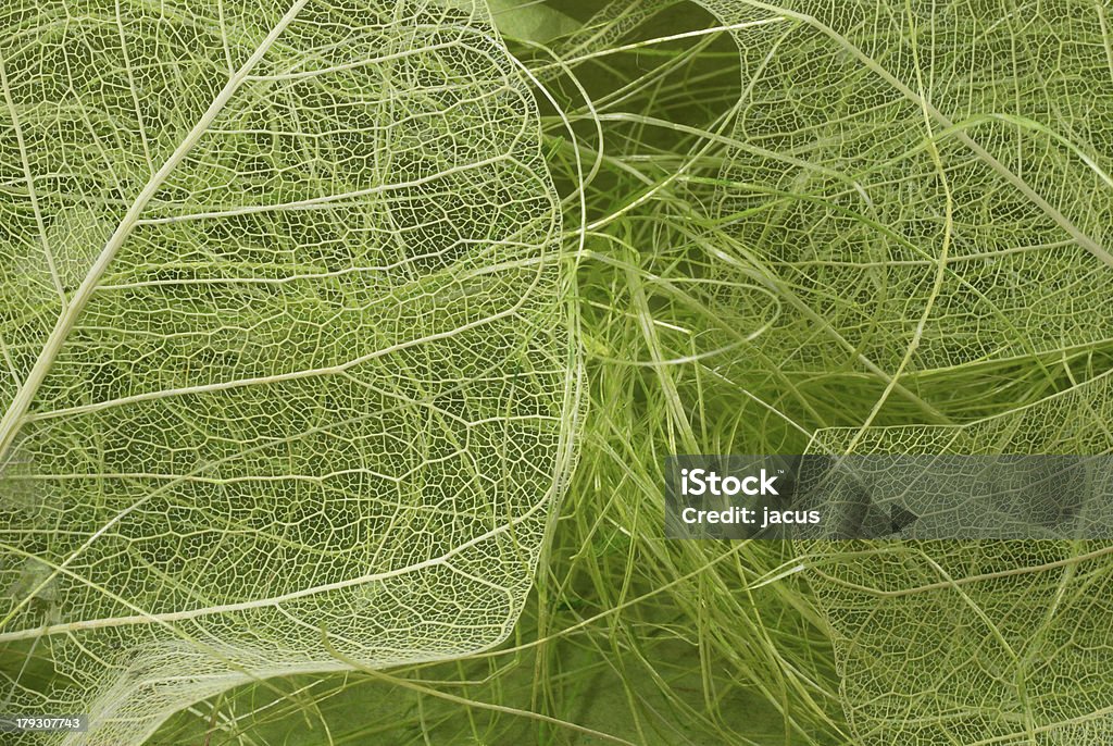 Foglie di texture - Foto stock royalty-free di Colore verde