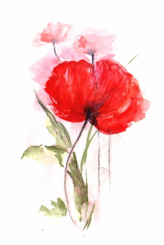 Hand-painted watercolor/ illustration of a poppy, flower in bright red isolated on white with textual space / artwork own composition and realization