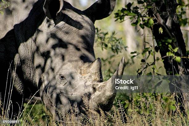 Ceratotherium Simus 흰코뿔소 갈색에 대한 스톡 사진 및 기타 이미지 - 갈색, 관목, 남아프리카공화국