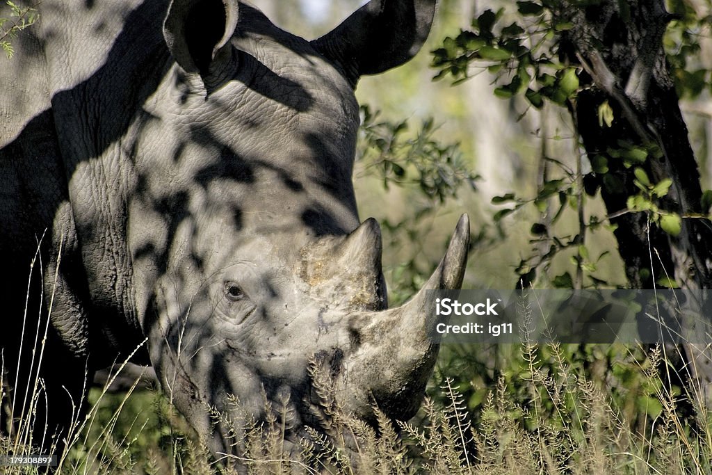 Ceratotherium simus, rinocerontes-brancos - Foto de stock de Animal royalty-free