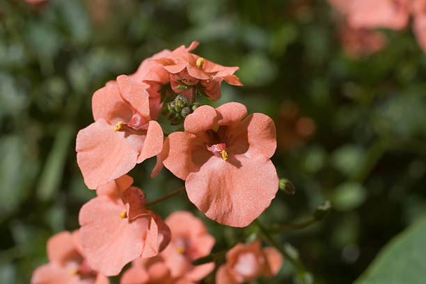 Diascia rigescens, Twinspur, Bride's Saddle stock photo