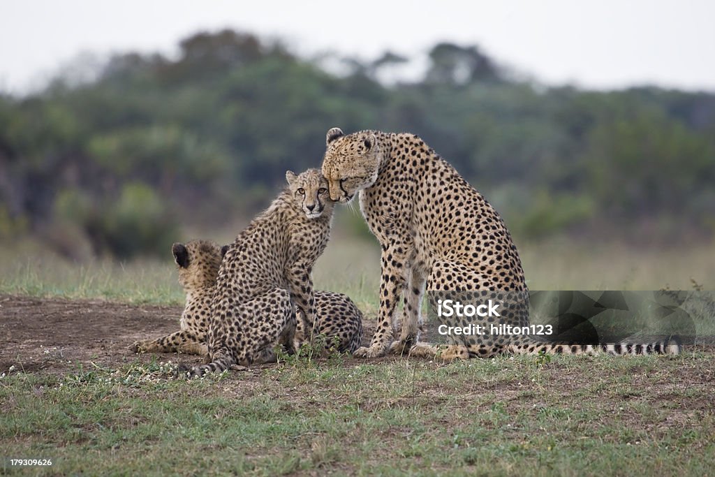 Gepard Matka i cub - Zbiór zdjęć royalty-free (Gepard)