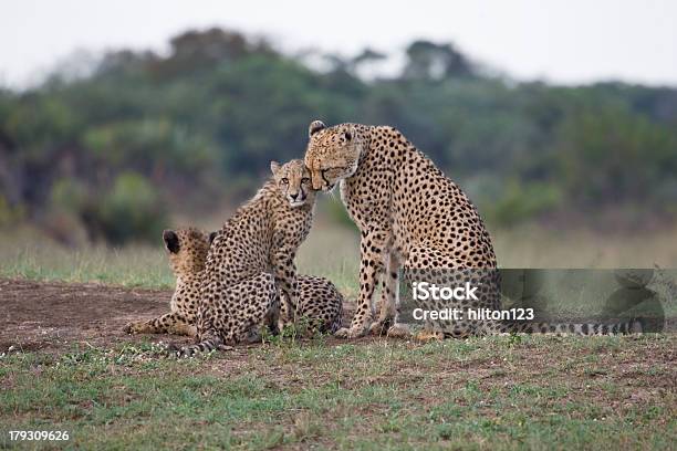 Mãe E Cria De Chita - Fotografias de stock e mais imagens de Chita - Chita, Abraçar, Cria