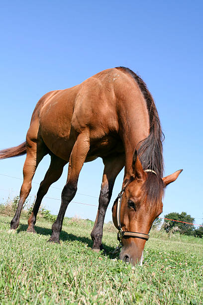 Grazing Horse stock photo