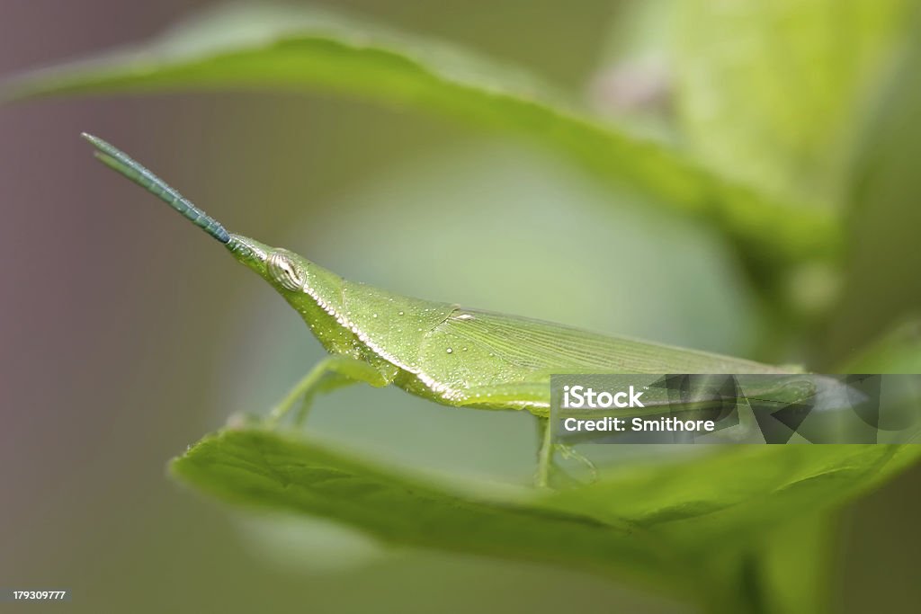 mimetic grasshopper (Acrida conica) green Acrida conica species on a leaf, kapas island, Malaysia Animal Stock Photo