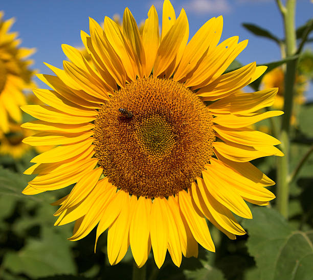 Sunflower and bee stock photo