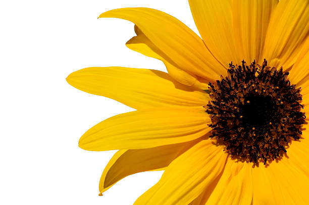 Sunflower isolated on white background. stock photo