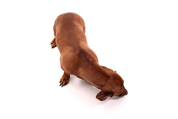 dachshund escutar - snif imagens e fotografias de stock