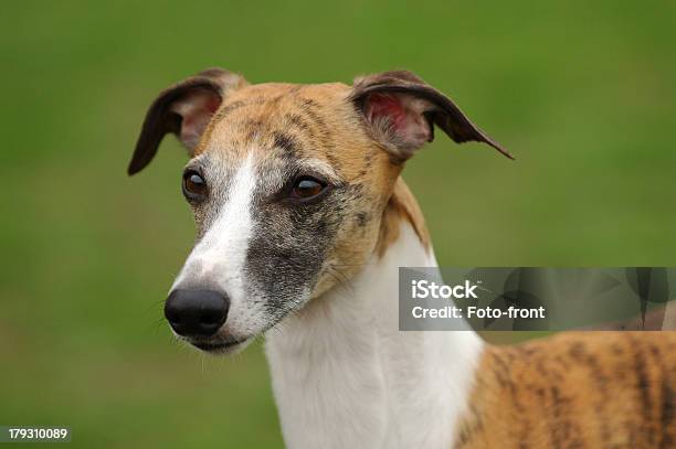 Whippet - Fotografias de stock e mais imagens de Galgo - Galgo, Reluzente, Amizade