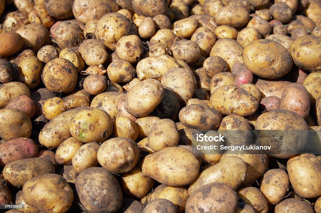 Destaque de novo raw batatas - Foto de stock de Abstrato royalty-free