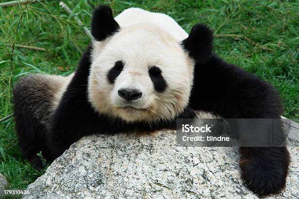 Foto de Grande Panda e mais fotos de stock de Palácio de Schonbrunn - Palácio de Schonbrunn, Jardim Zoológico, Animal