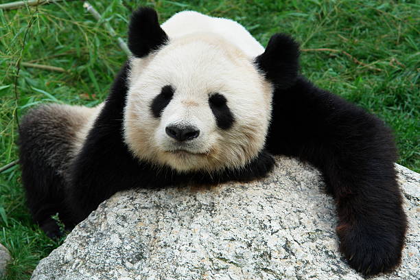 большая панда - laurasiatheria стоковые фото и изображения