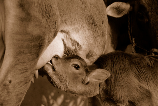 Shot in a remote village (Bommidi) of South India: The calf runs to its mother to suck milk after the milkman  milks his share of milk. The calf is let loose for limited time before it is pulled away. You can see the urgency in the calf's face.