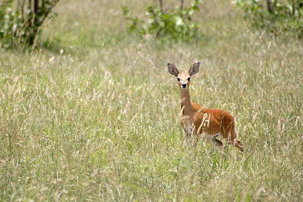 Raphicerus campestris, Steinbuck stock photo