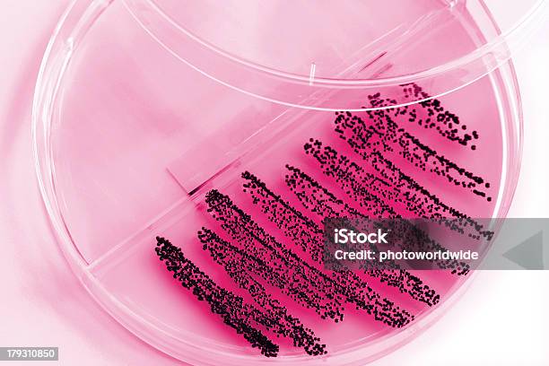 Vamos Encontrar - Fotografias de stock e mais imagens de Staphylococcus Aureus Resistente à Meticilina - Staphylococcus Aureus Resistente à Meticilina, Bactéria, Disco de Petri