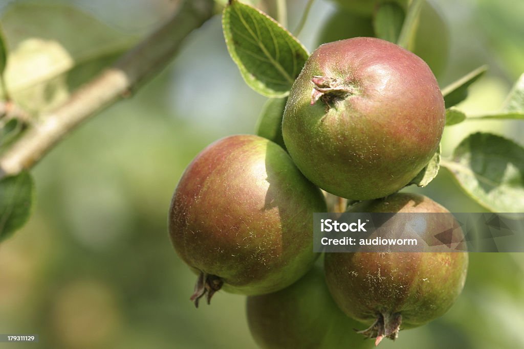 Verão frutas - Foto de stock de Laranja - Descrição de Cor royalty-free