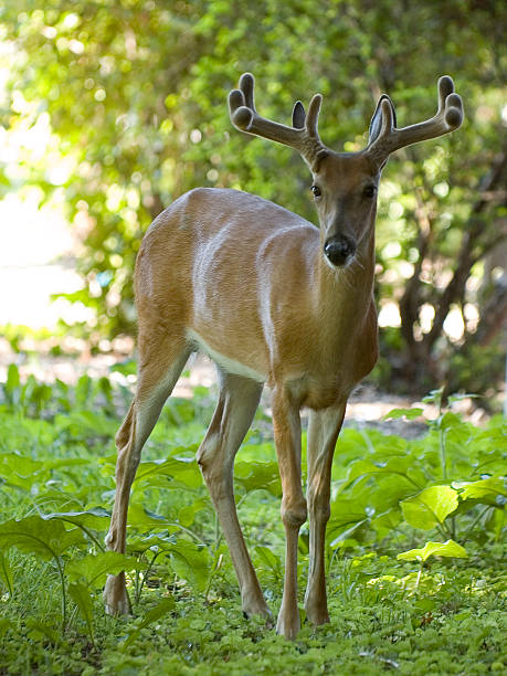 Deer in the Woods stock photo