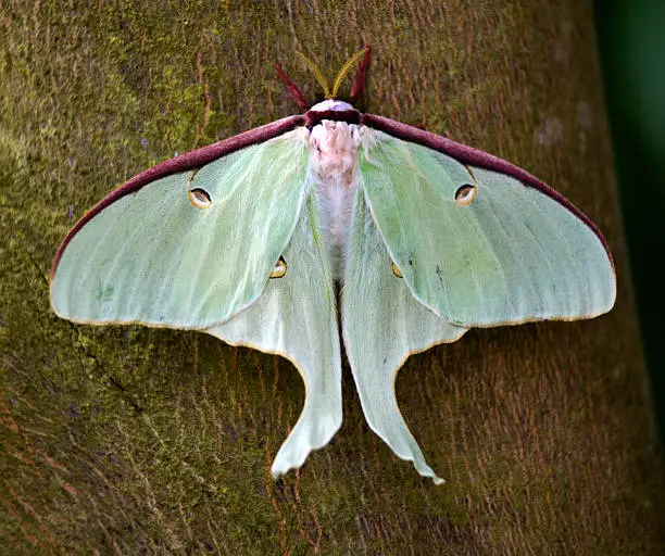 "Luna Moth Butterfly close up macro actias luna, saturnidae, green yellow"