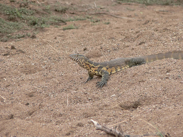 Varanus niloticus, Water Monitor stock photo