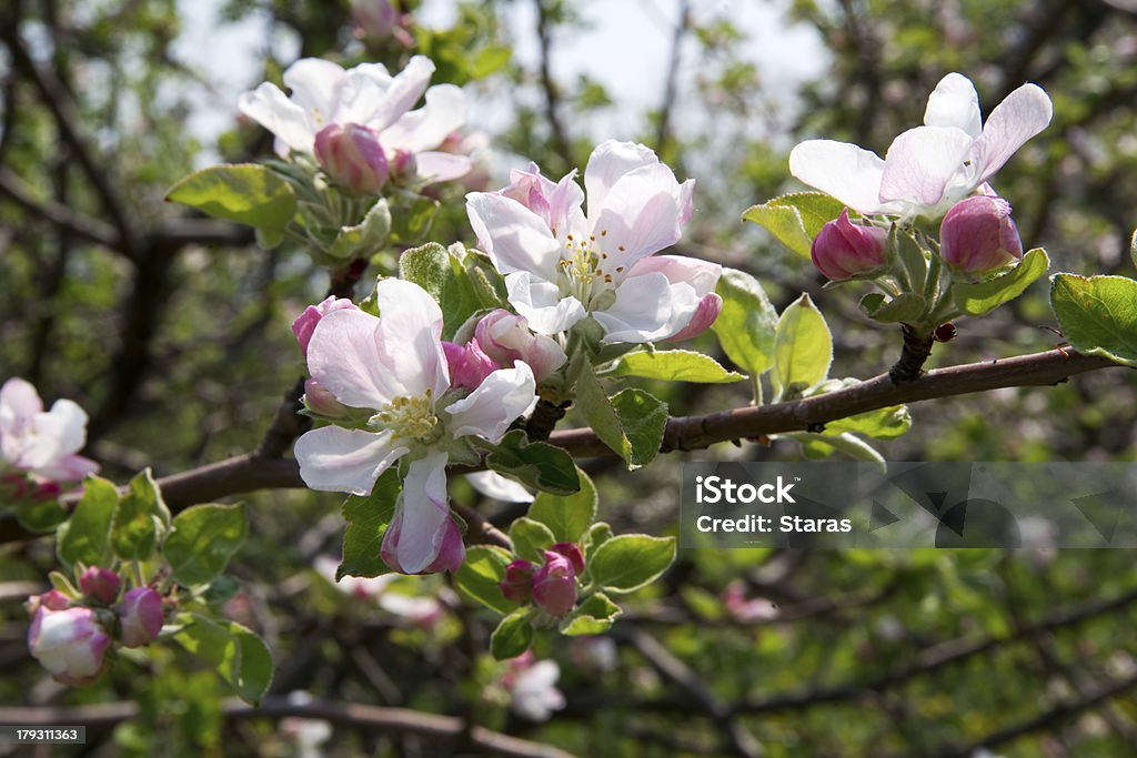 Flor de manzano - Foto de stock de Agricultura libre de derechos