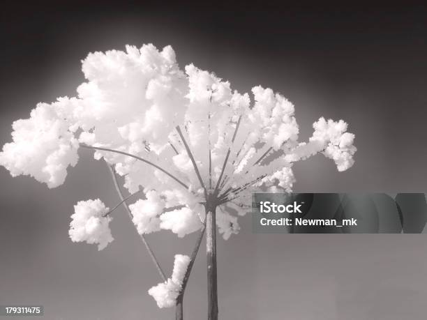 Plants Whit Frost 3 Stock Photo - Download Image Now - Abstract, Autumn, Branch - Plant Part