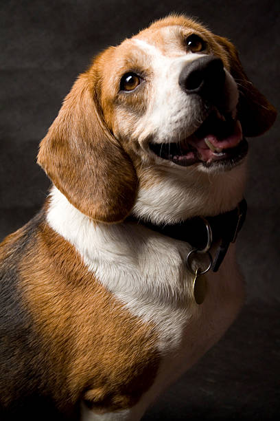 Purebred Beagle stock photo