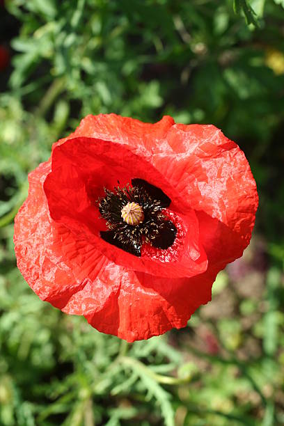 Bloomy poppy stock photo