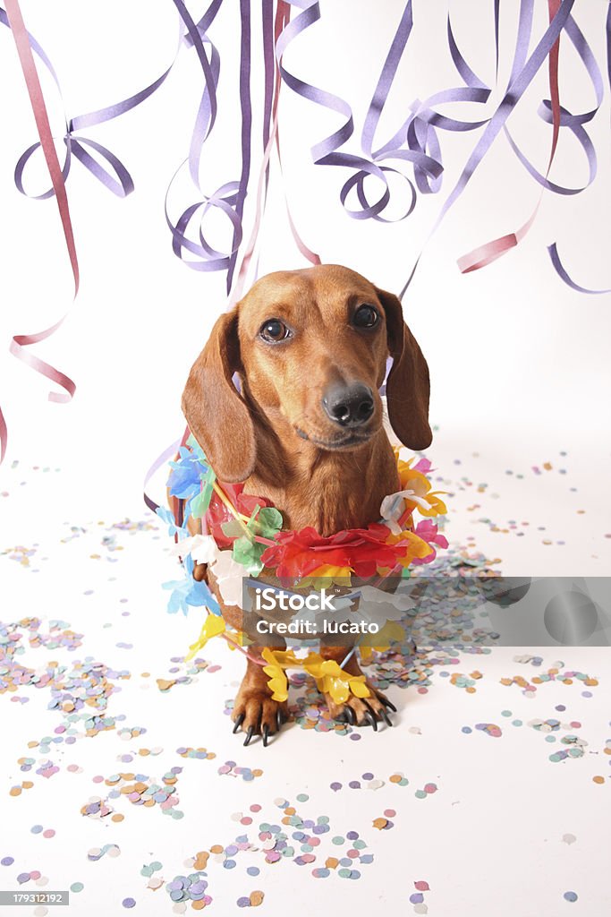 Carnival dachshund An isolated dachshund on a white background. Carnival theme. Animal Stock Photo