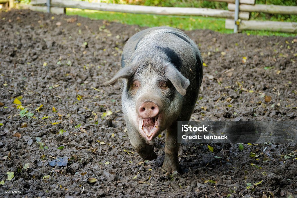 Screaming Linderöd de la Suède de porc - Photo de Porc - Mammifère ongulé libre de droits