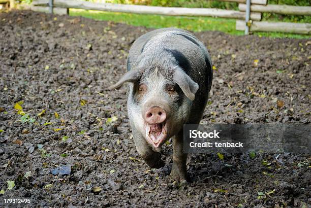 비명 Linderöd 돼지 스웨덴 돼지에 대한 스톡 사진 및 기타 이미지 - 돼지, 가축, 갈색