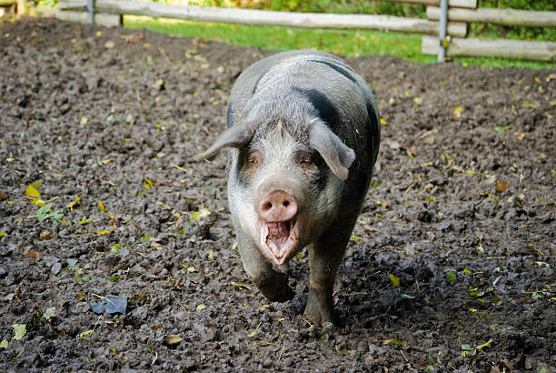 istock Screaming Linderöd pig from Sweden 179312495