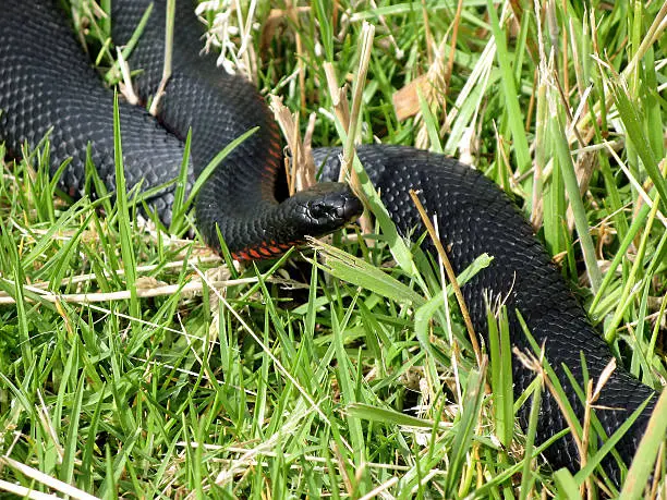 Red Bellied Black Snake native to Eastern Australia. A non-aggressive species which is fairly common and is identifiable by its bright red belly