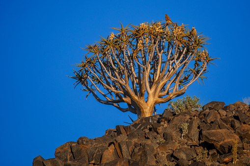 The amazing quiver tree of the Kalahari desert.