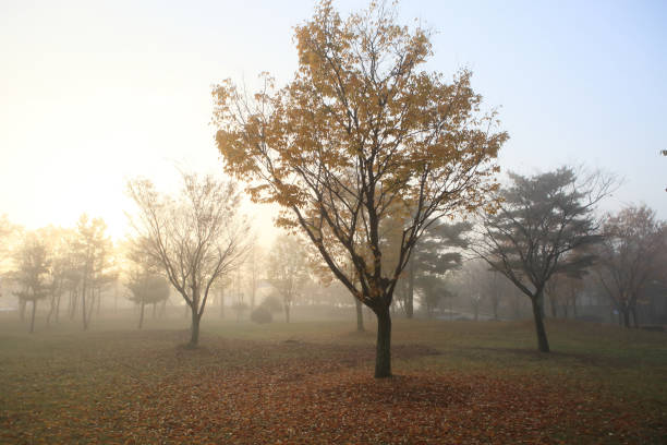 istock Foggy Autumn Park Scenery 1793136464