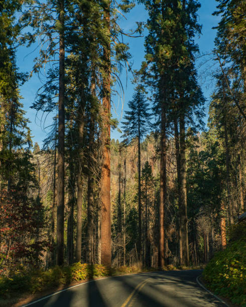 istock Mountain Landscape - Driving through Sequoia & King Canyon National Parks 1793143532