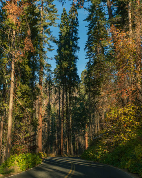 istock Mountain Landscape - Driving through Sequoia & King Canyon National Parks 1793144591