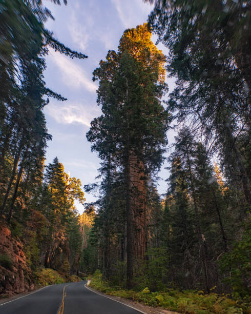 istock Mountain Landscape - Driving through Sequoia & King Canyon National Parks 1793145109