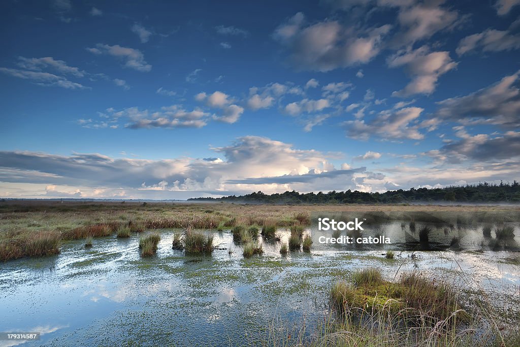 Cielo azul sobre swamp - Foto de stock de Agua libre de derechos