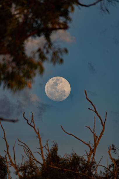 istock the full moon as seen through the branches of trees and shrubs 1793147802