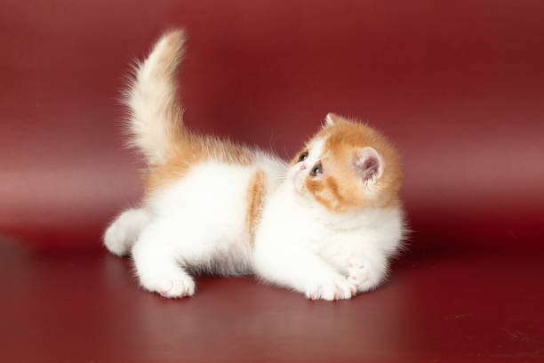 small beautiful red kitten exotic on a burgundy background in the studio.