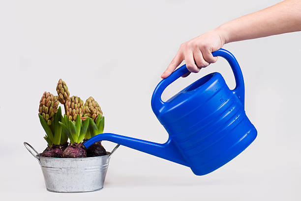 istock Watering a potted flower 179315286