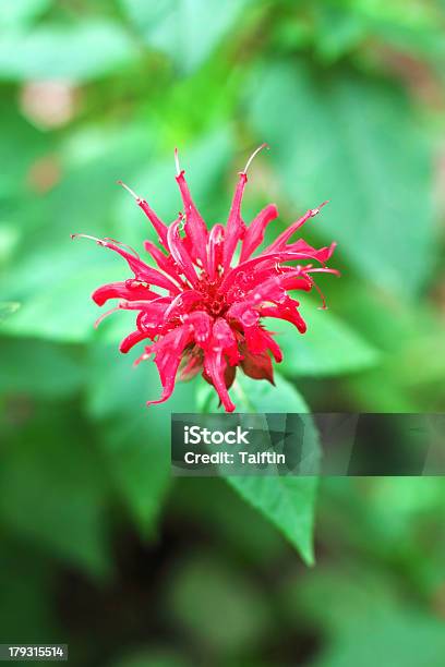 Red Monarda Blume Stockfoto und mehr Bilder von Asien - Asien, Blatt - Pflanzenbestandteile, Blume